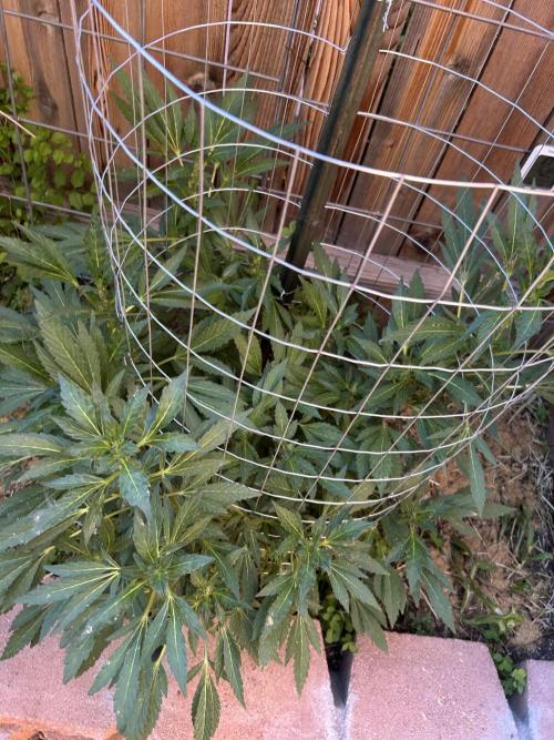 Mixed Organic Photo Outdoor. Week 16