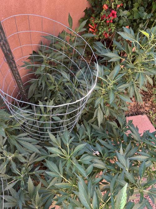 Mixed Organic Photo Outdoor. Week 16