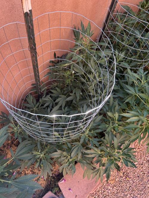 Mixed Organic Photo Outdoor. Week 16