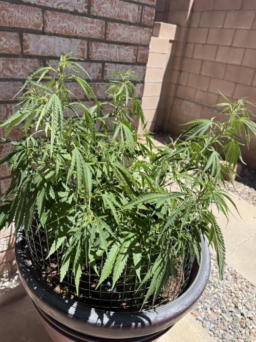 Mixed Organic Photo Outdoor. Week 14