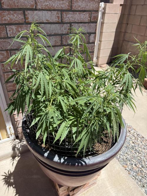 Mixed Organic Photo Outdoor. Week 14