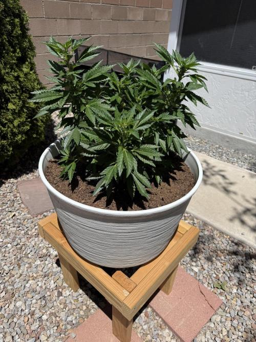 Mixed Organic Photo Outdoor. Week 14