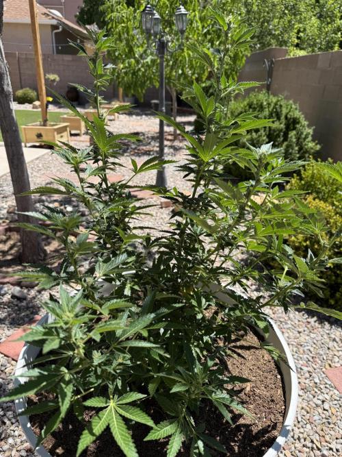 Mixed Organic Photo Outdoor. Week 14