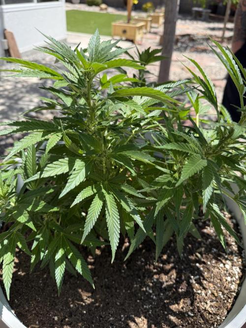 Mixed Organic Photo Outdoor. Week 14