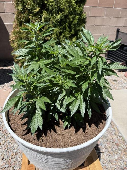 Mixed Organic Photo Outdoor. Week 14