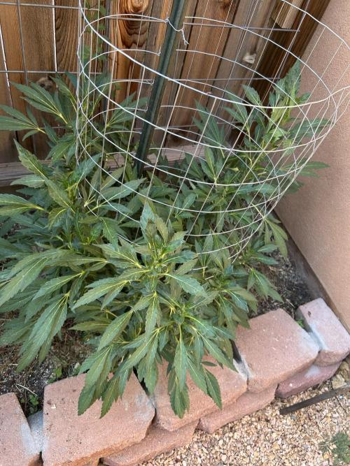 Mixed Organic Photo Outdoor. Week 16