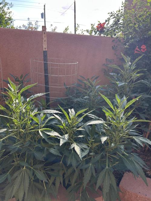 Mixed Organic Photo Outdoor. Week 16