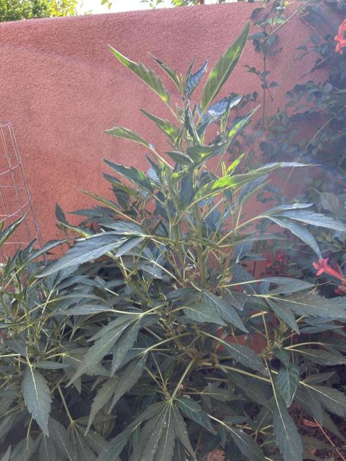 Mixed Organic Photo Outdoor. Week 16