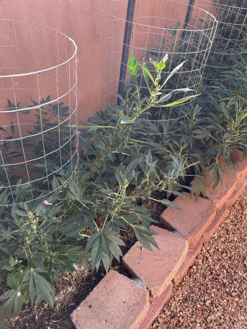 Mixed Organic Photo Outdoor. Week 16
