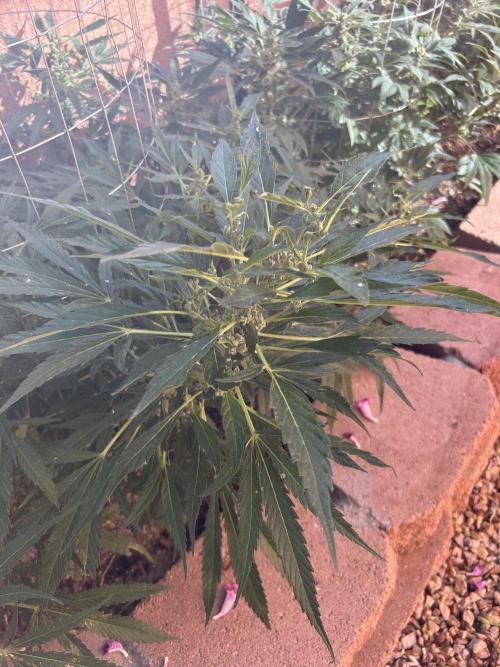 Mixed Organic Photo Outdoor. Week 16