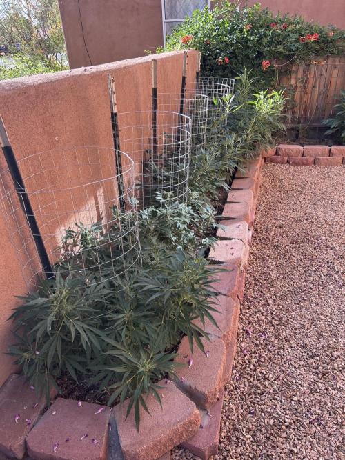 Mixed Organic Photo Outdoor. Week 16