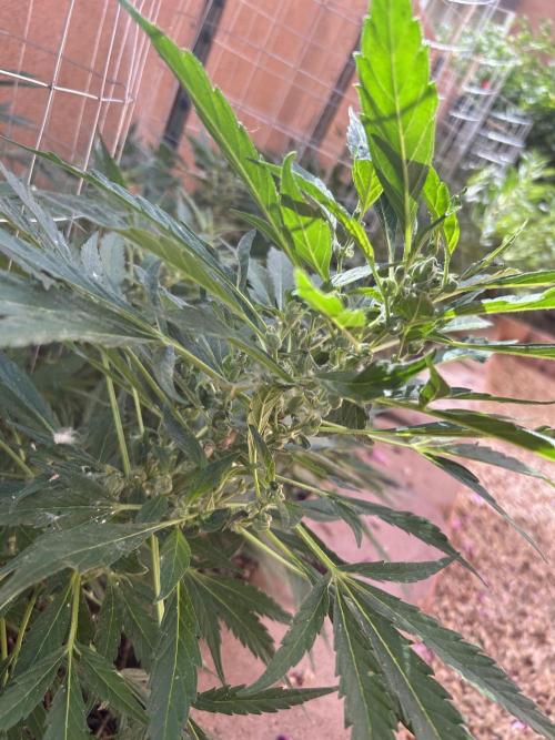 Mixed Organic Photo Outdoor. Week 16