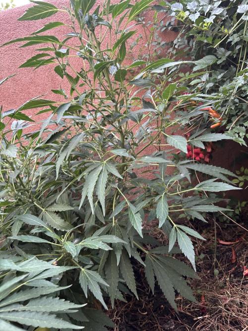 Mixed Organic Photo Outdoor. Week 16