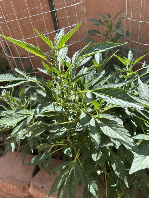 Mixed Organic Photo Outdoor. Week 16