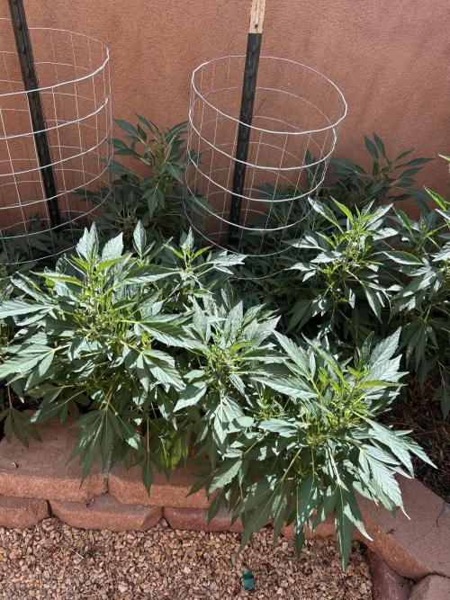Mixed Organic Photo Outdoor. Week 16