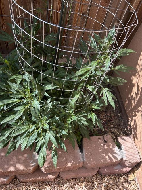 Mixed Organic Photo Outdoor. Week 16