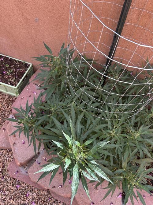 Mixed Organic Photo Outdoor. Week 16