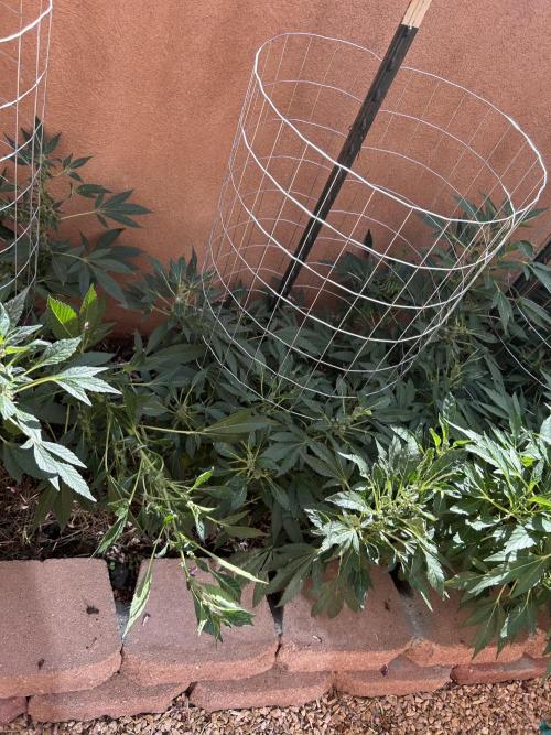 Mixed Organic Photo Outdoor. Week 16