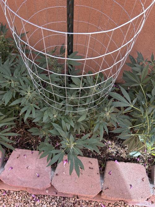 Mixed Organic Photo Outdoor. Week 16