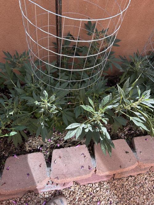 Mixed Organic Photo Outdoor. Week 16