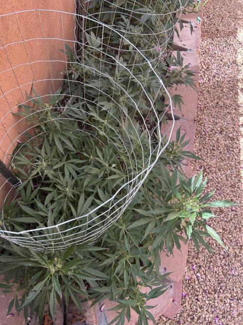 Mixed Organic Photo Outdoor. Week 16