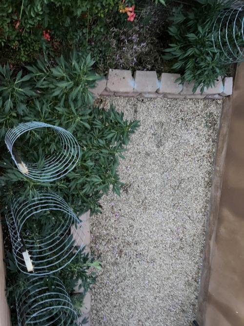 Mixed Organic Photo Outdoor. Week 16