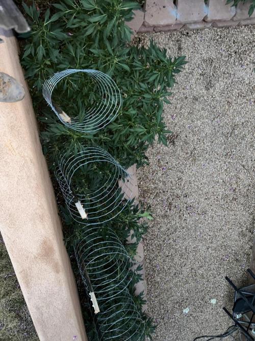 Mixed Organic Photo Outdoor. Week 16
