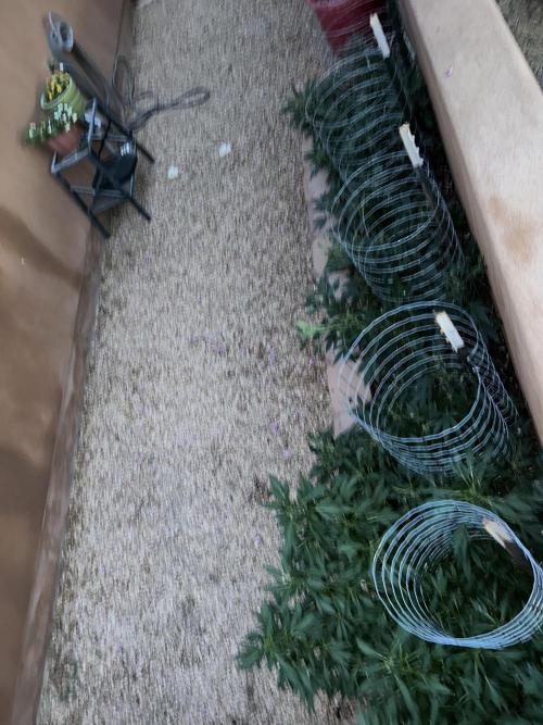 Mixed Organic Photo Outdoor. Week 16