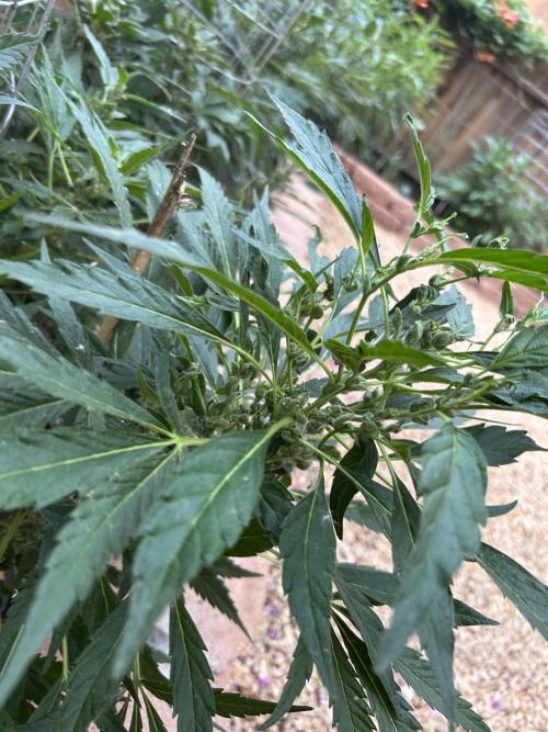 Mixed Organic Photo Outdoor. Week 17