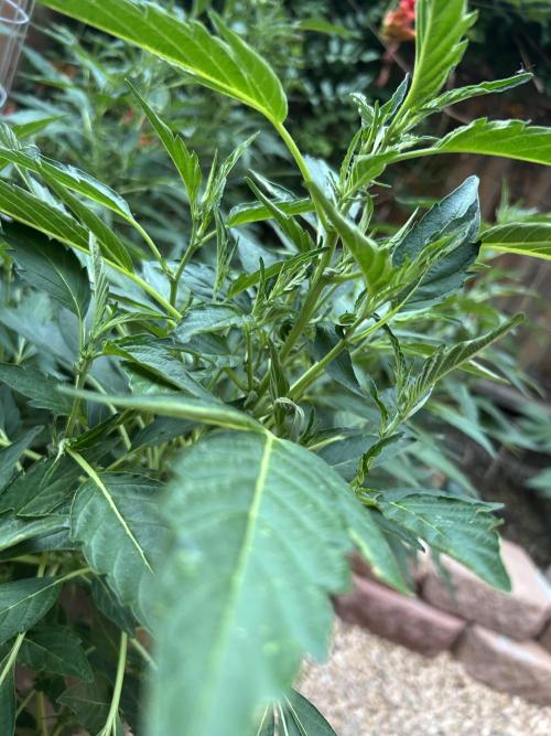 Mixed Organic Photo Outdoor. Week 17
