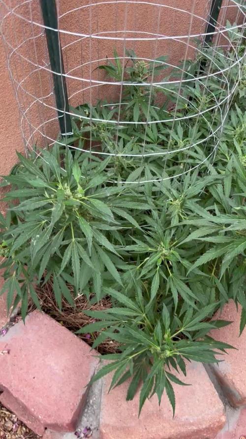 Mixed Organic Photo Outdoor