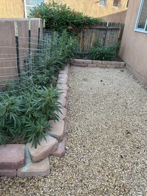 Mixed Organic Photo Outdoor. Week 17