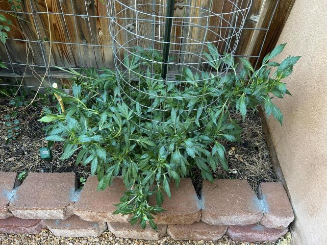 Mixed Organic Photo Outdoor. Week 17