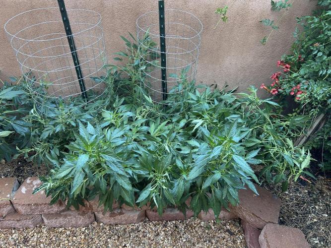 Mixed Organic Photo Outdoor. Week 17