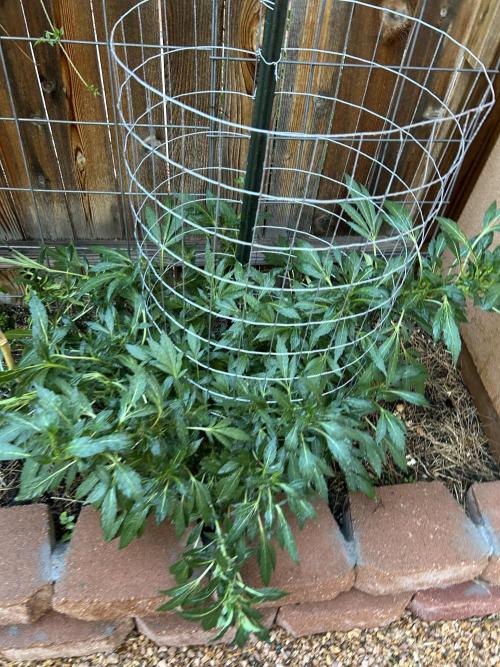 Mixed Organic Photo Outdoor. Week 17