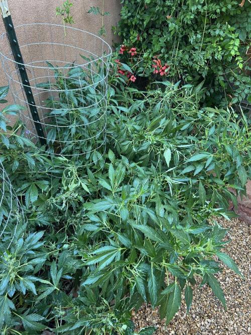 Mixed Organic Photo Outdoor. Week 17