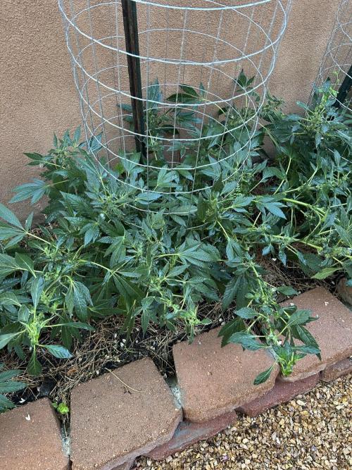 Mixed Organic Photo Outdoor. Week 17