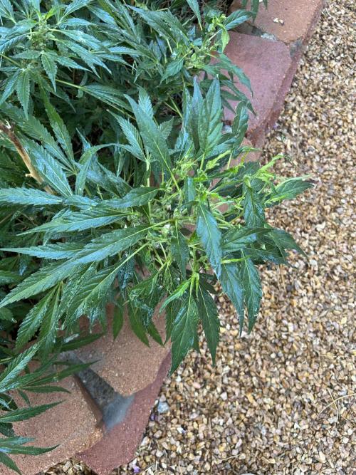 Mixed Organic Photo Outdoor. Week 17