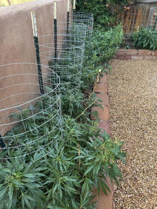 Mixed Organic Photo Outdoor. Week 17