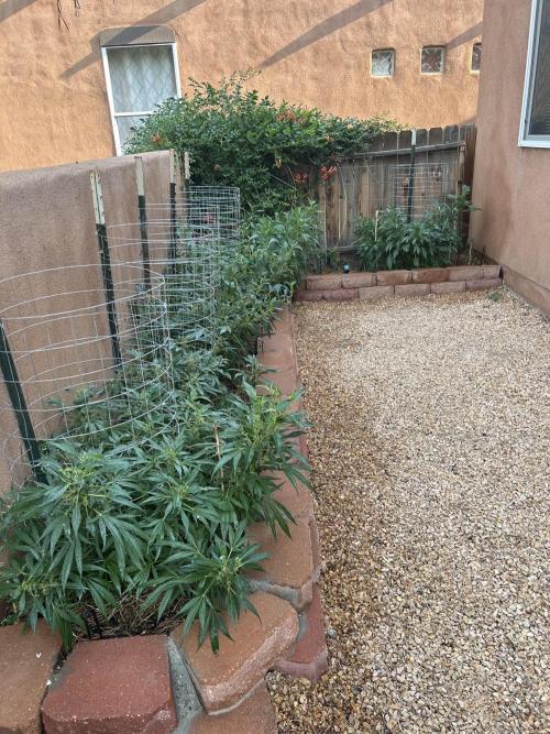 Mixed Organic Photo Outdoor. Week 17