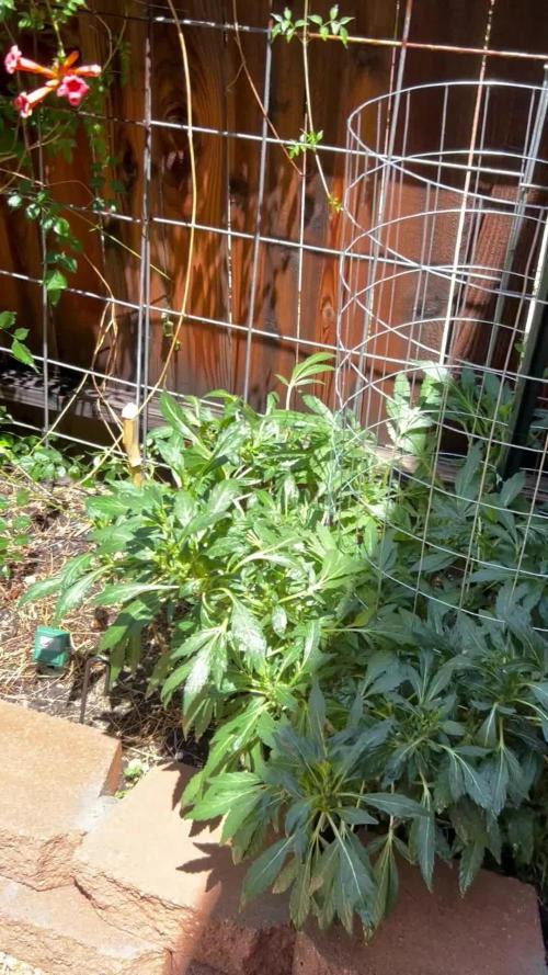 Mixed Organic Photo Outdoor