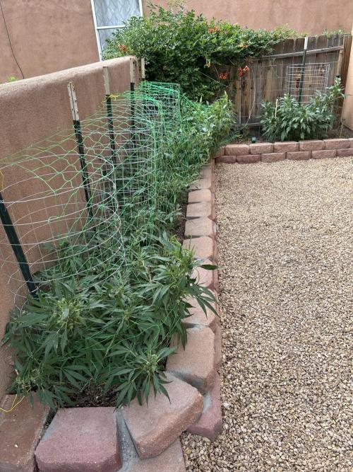 Mixed Organic Photo Outdoor. Week 17
