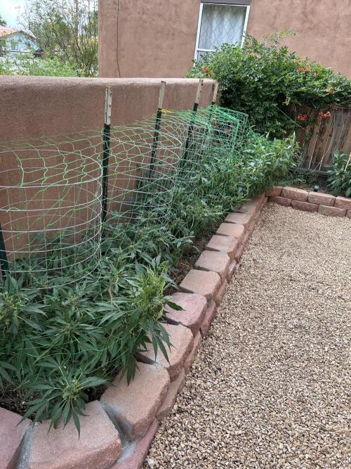 Mixed Organic Photo Outdoor. Week 17