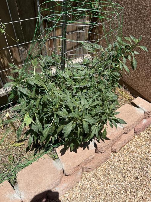 Mixed Organic Photo Outdoor. Week 17