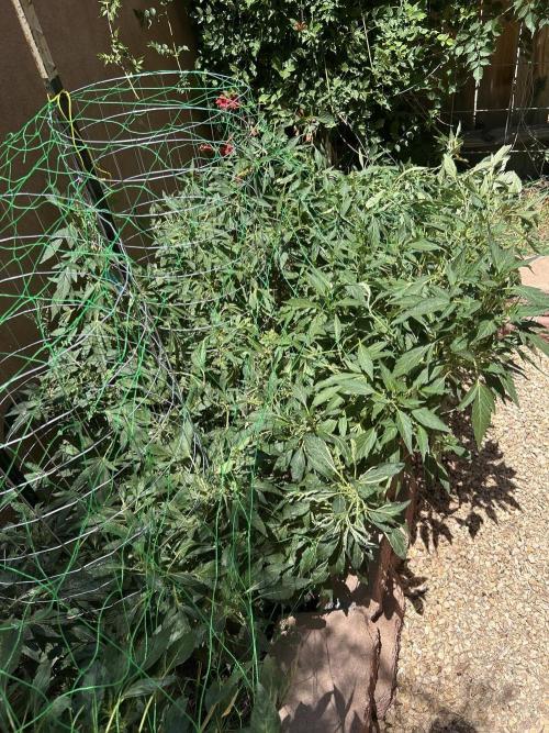 Mixed Organic Photo Outdoor. Week 17