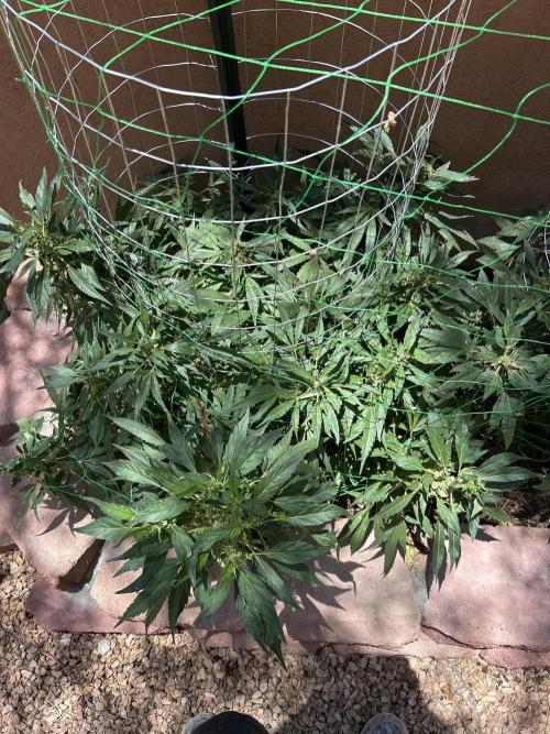 Mixed Organic Photo Outdoor. Week 17