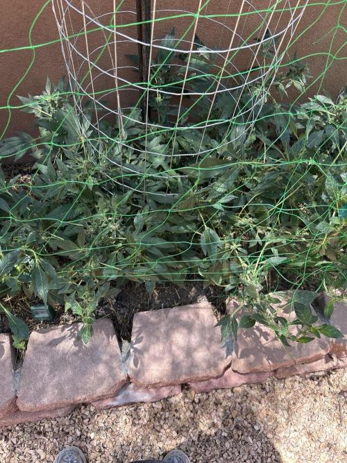 Mixed Organic Photo Outdoor. Week 17