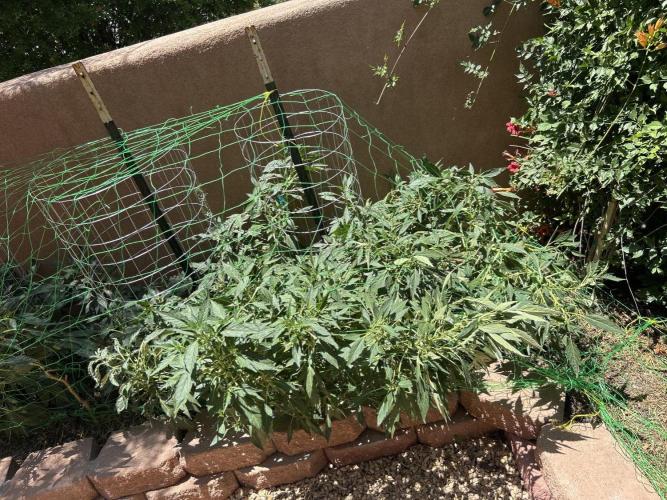 Mixed Organic Photo Outdoor. Week 17