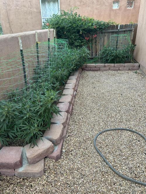 Mixed Organic Photo Outdoor. Week 18