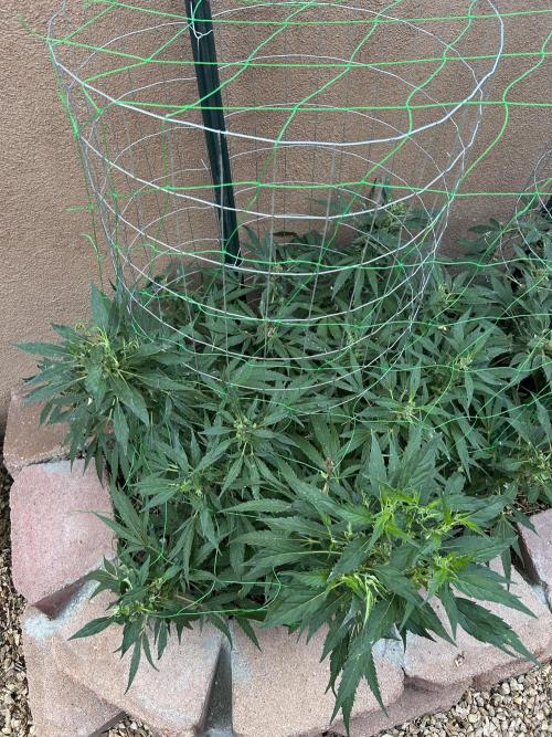 Mixed Organic Photo Outdoor. Week 18